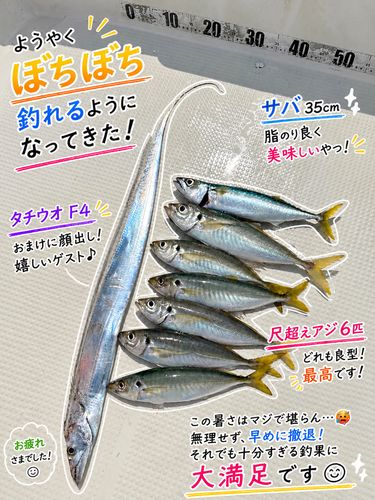 タチウオの釣果