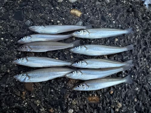 シロギスの釣果