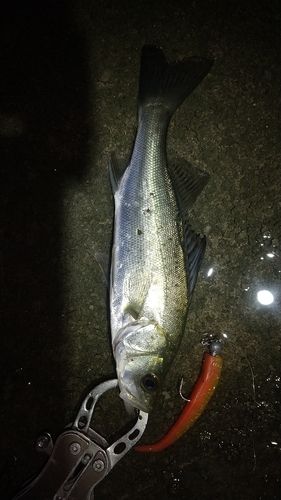 セイゴ（マルスズキ）の釣果