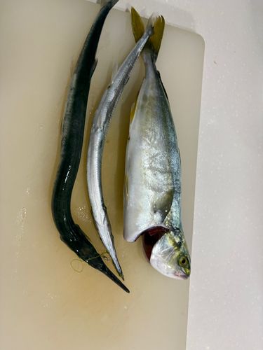 ダツの釣果