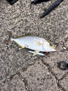 ショゴの釣果