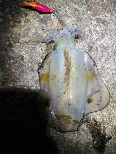 アオリイカの釣果
