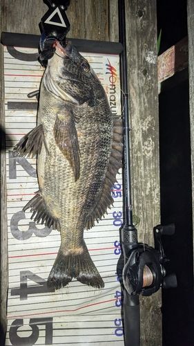 チヌの釣果