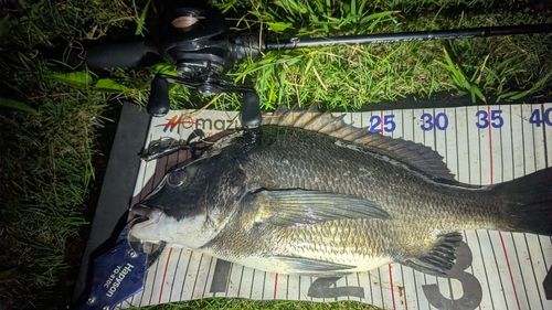 チヌの釣果
