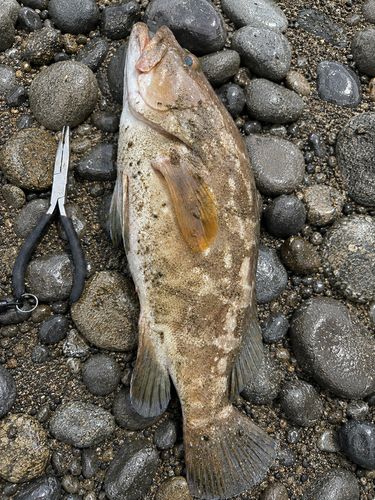 クエの釣果