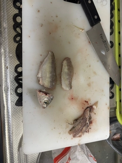 クロサギの釣果