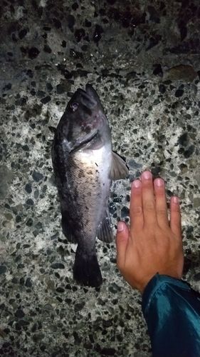 クロソイの釣果