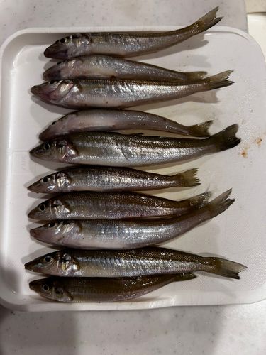 キスの釣果