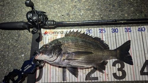 チヌの釣果