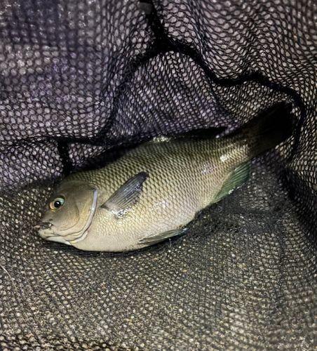 メジナの釣果
