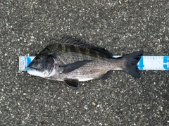 クロダイの釣果
