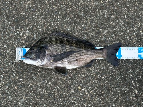 クロダイの釣果