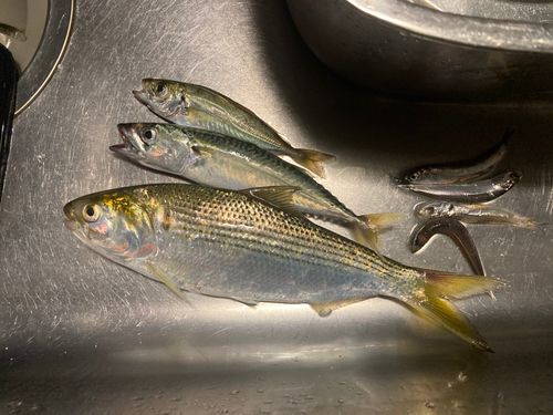 コノシロの釣果