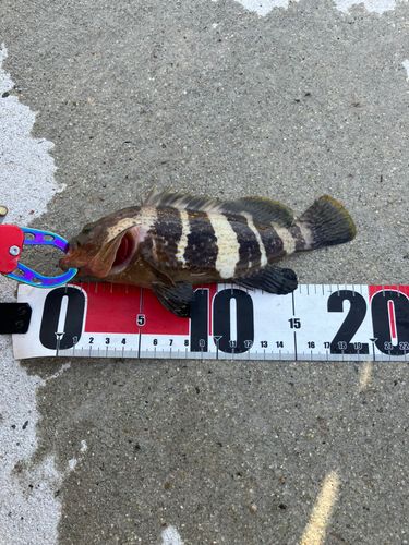 アオハタの釣果