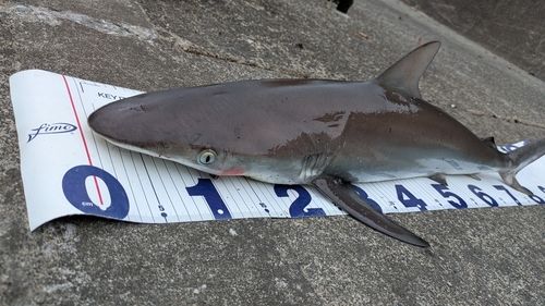 カマスの釣果
