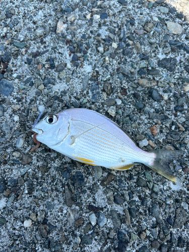 ヘダイの釣果