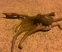 マダコの釣果