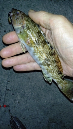 アイナメの釣果