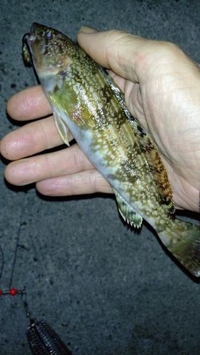 アイナメの釣果