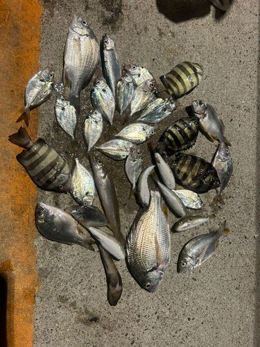 釣果