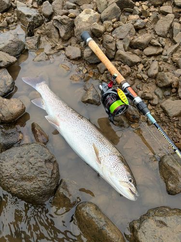 イトウの釣果