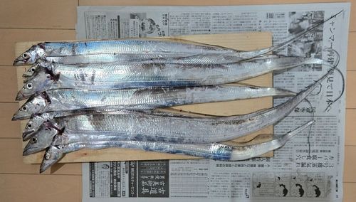 タチウオの釣果