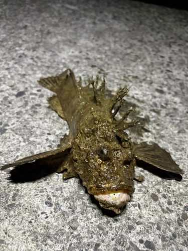 オニオコゼの釣果