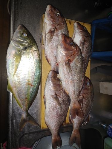 シマアジの釣果