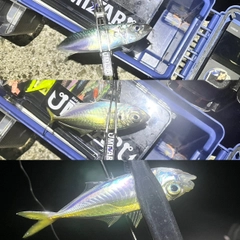 マアジの釣果