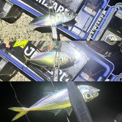 マアジの釣果
