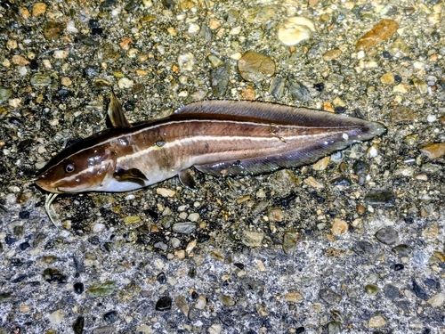ゴンズイの釣果