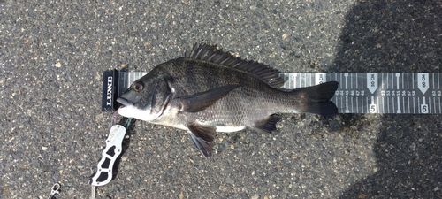 クロダイの釣果