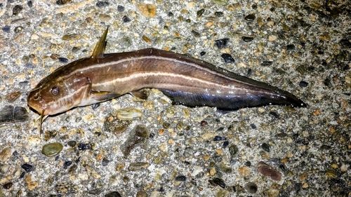 ゴンズイの釣果