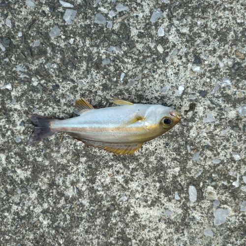 イサキの釣果