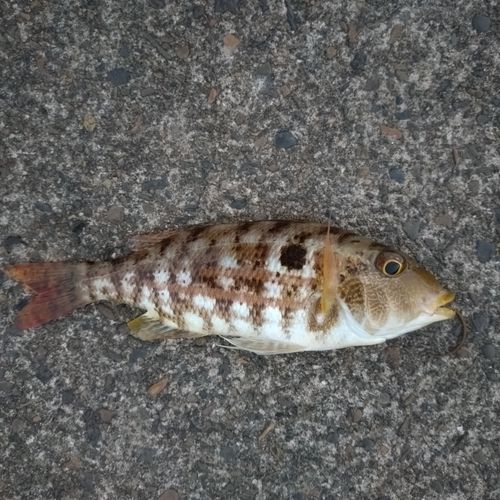 イトフエフキの釣果