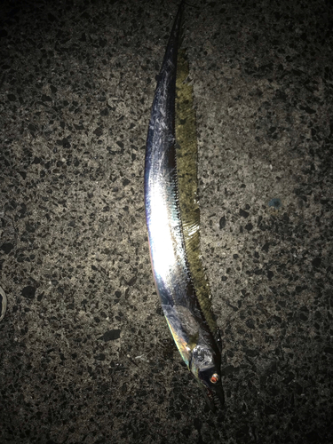 タチウオの釣果