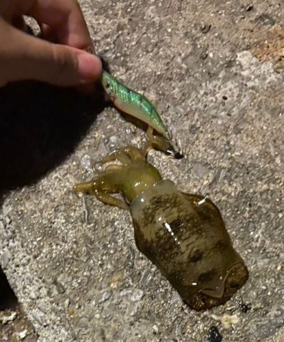 コウイカの釣果
