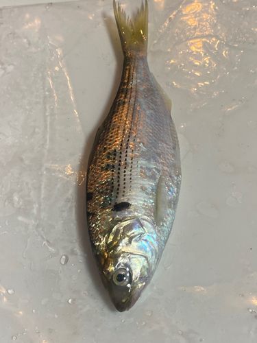 コノシロの釣果