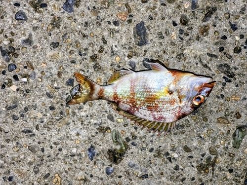 マダイの釣果
