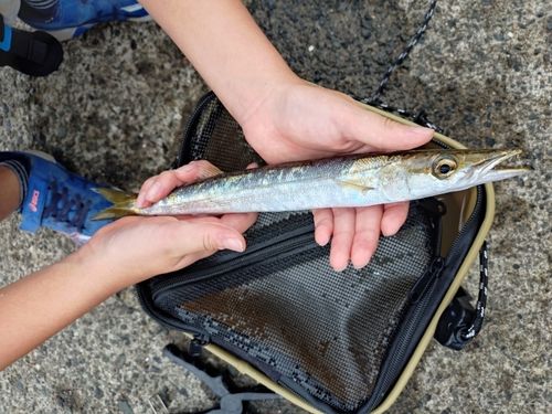 カマスの釣果