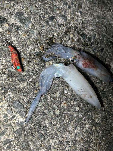 ケンサキイカの釣果