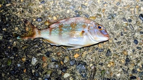 マダイの釣果