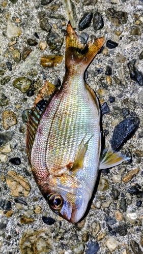 マダイの釣果