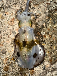アオリイカの釣果