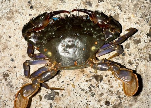 イシガニの釣果