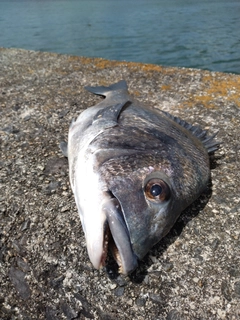 クチブトグレの釣果