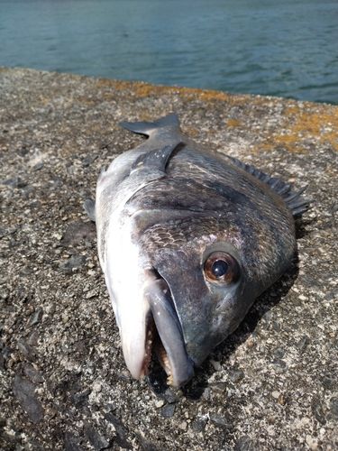 クチブトグレの釣果