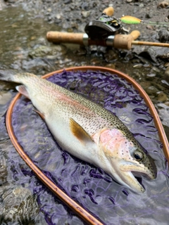 ニジマスの釣果