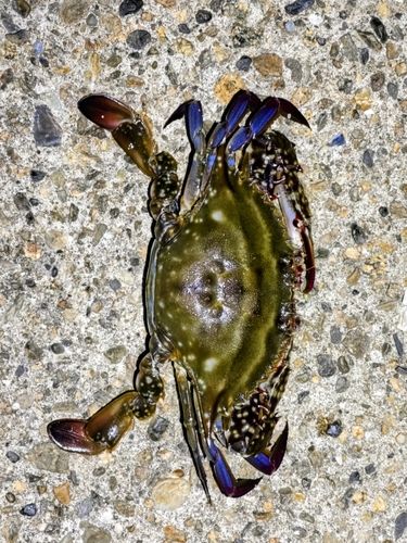ガザミの釣果