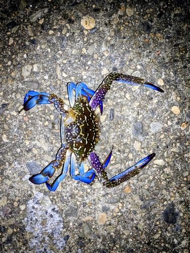 タイワンガザミの釣果